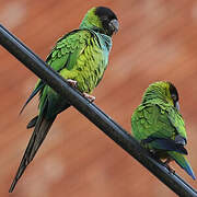 Nanday Parakeet