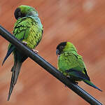 Conure nanday