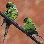 Conure nanday
