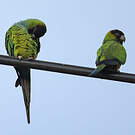 Conure nanday