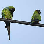 Conure nanday