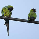 Conure nanday