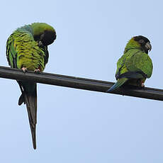 Conure nanday