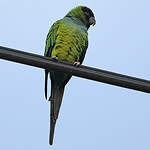 Conure nanday