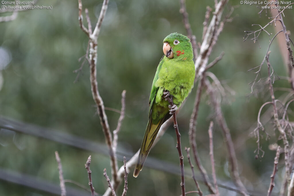 Conure pavouane