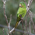 Conure pavouane