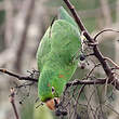 Conure pavouane