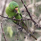 Conure pavouane