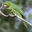 Conure pavouane