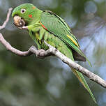 Conure pavouane
