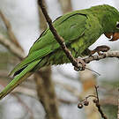 Conure pavouane