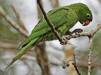 Conure pavouane