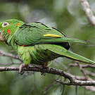 Conure pavouane
