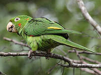 Conure pavouane