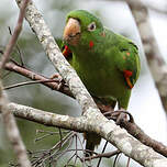 Conure pavouane
