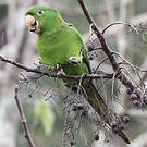 Conure pavouane