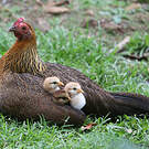 Coq bankiva