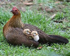 Red Junglefowl