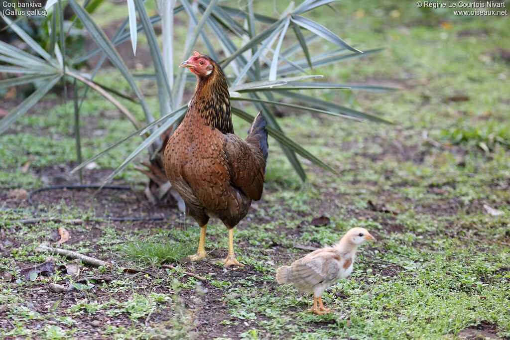 Red Junglefowl