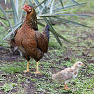 Coq bankiva