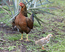 Red Junglefowl