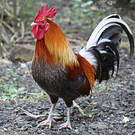 Coq bankiva