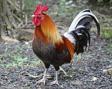 Red Junglefowl