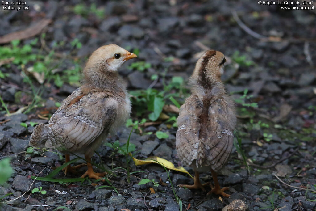 Red Junglefowl