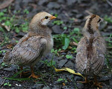 Red Junglefowl