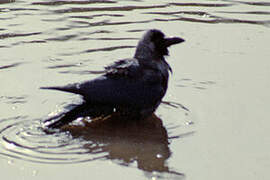 House Crow