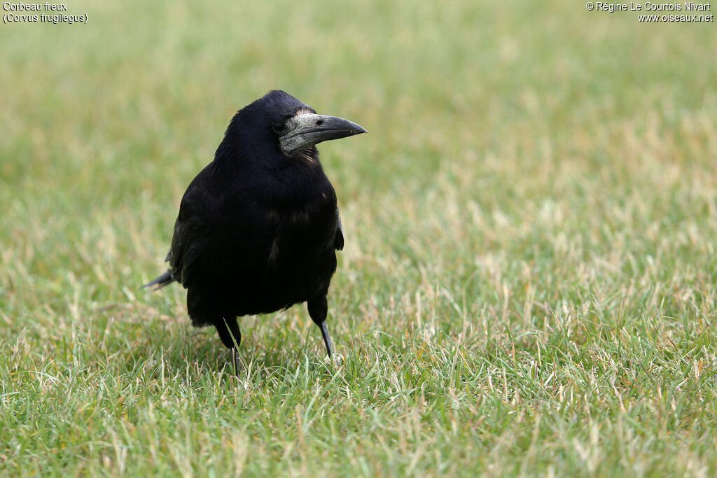 Corbeau freux