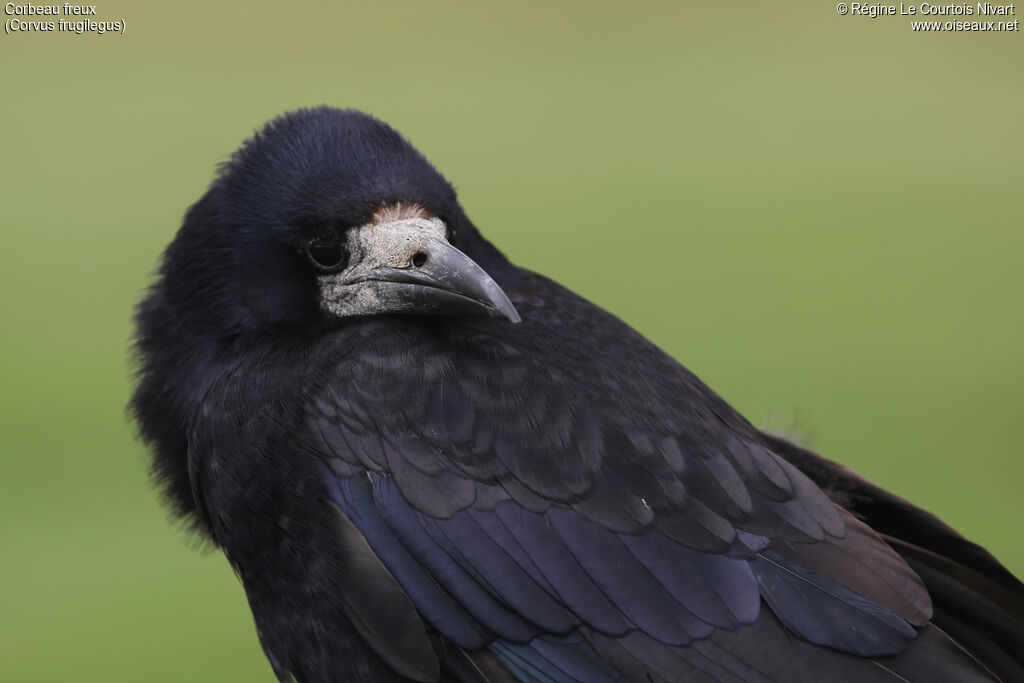 Corbeau freux, portrait