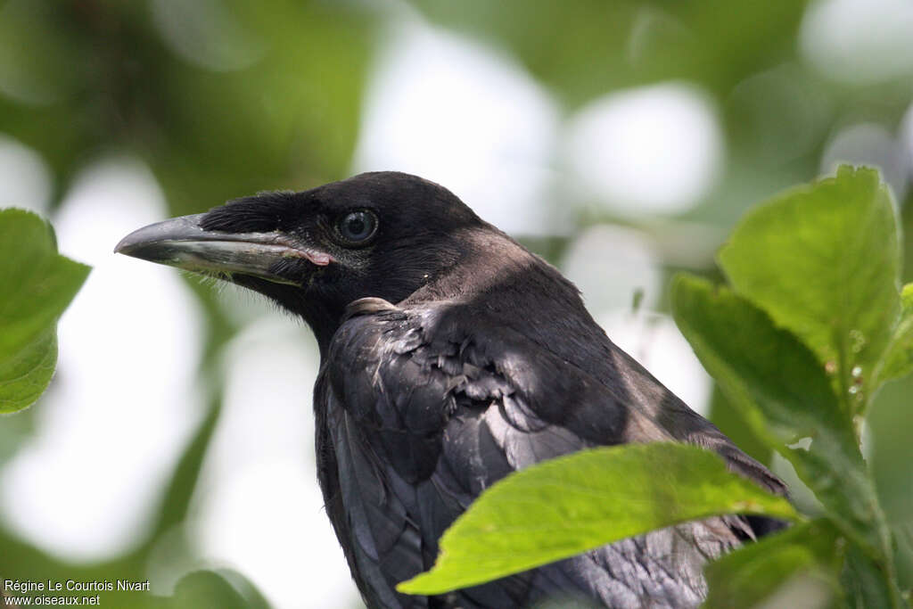 Rookjuvenile, close-up portrait