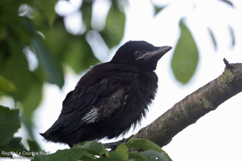 Corbeau freuxPoussin, identification