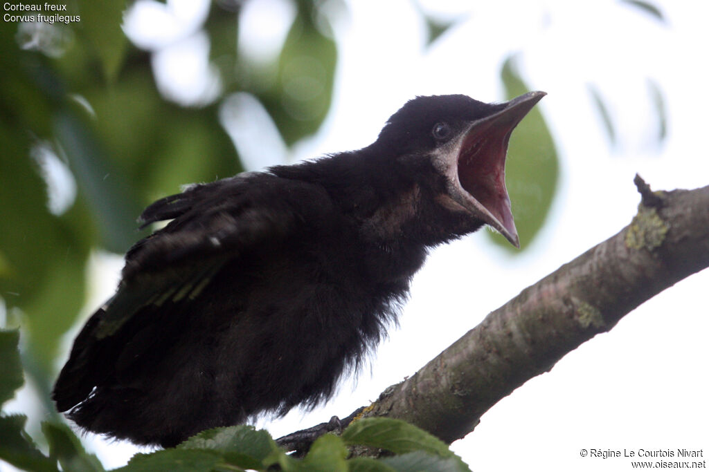 Corbeau freuxjuvénile