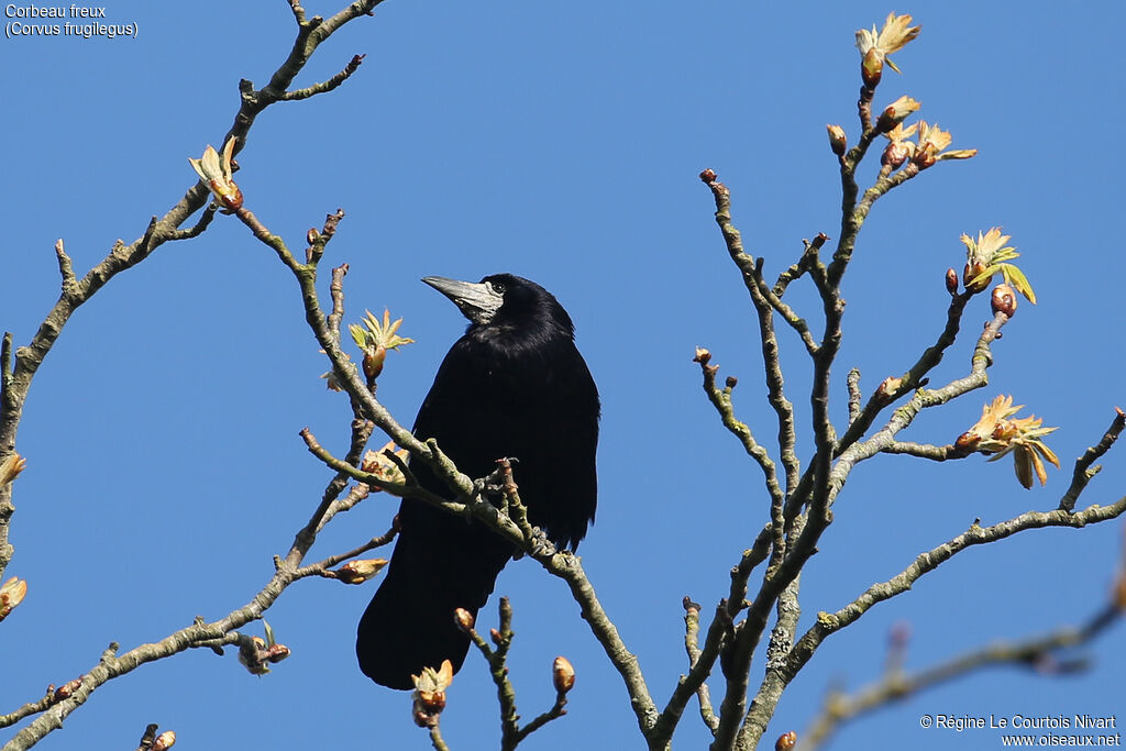 Corbeau freux