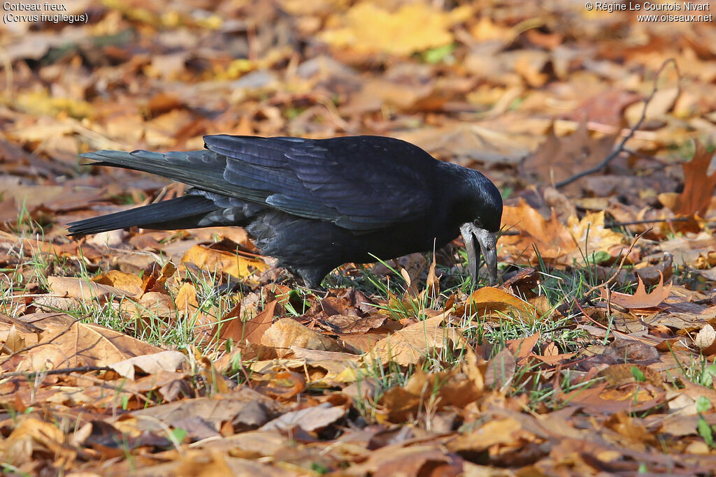 Corbeau freux