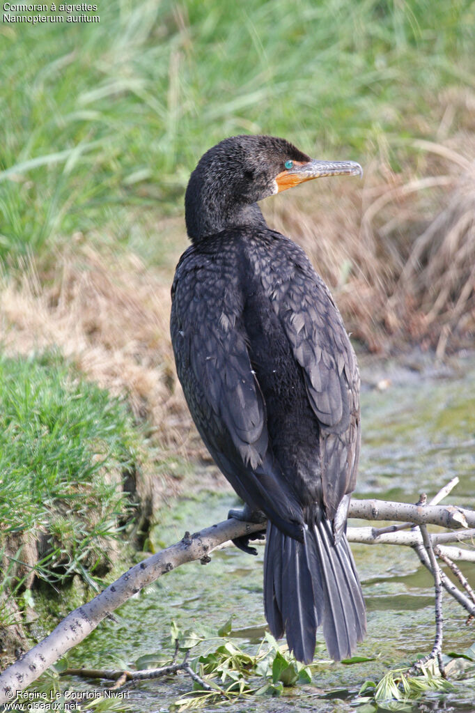 Cormoran à aigrettes