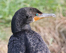 Cormoran à aigrettes