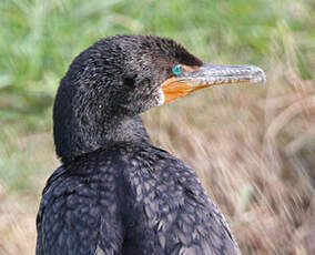 Cormoran à aigrettes