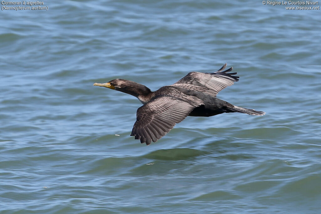 Cormoran à aigrettes