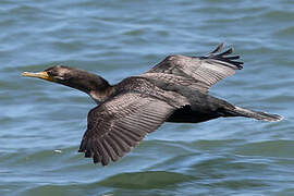 Double-crested Cormorant