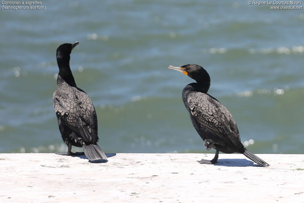 Cormoran à aigrettes