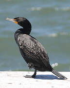 Double-crested Cormorant