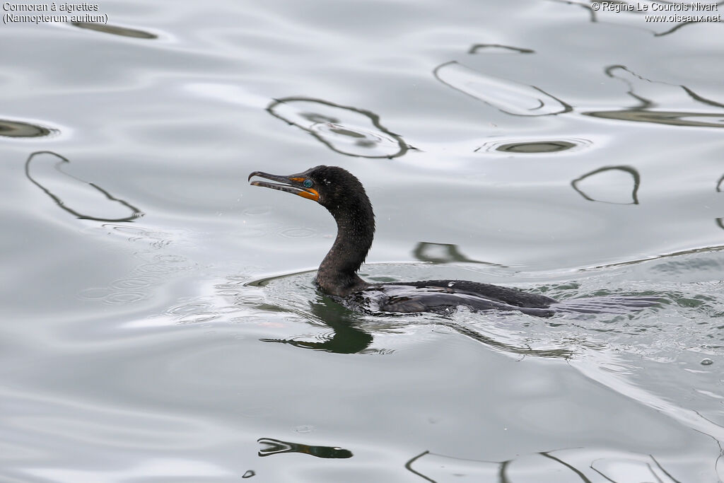 Cormoran à aigrettes