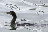 Cormoran à aigrettes