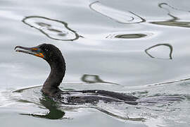 Double-crested Cormorant