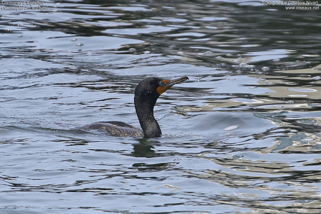 Cormoran à aigrettes