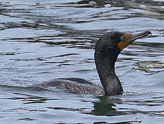 Double-crested Cormorant