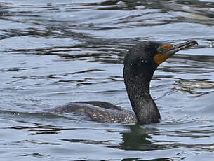 Cormoran à aigrettes